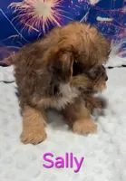 Sally, a female Yorkipoo for sale in Azle, TX – 3 of 3