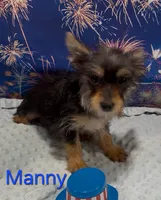 Manny, a male Yorkshire Terrier for sale in Azle, TX – 1 of 2