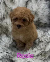Rosie, a female Poodle - Miniature  for sale in Azle, TX – 3 of 3
