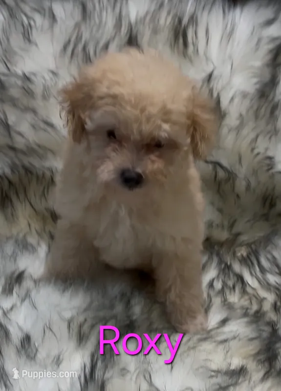 Roxy – Poodle - Miniature  puppy for sale in Azle, TX