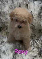 Roxy, a female Poodle - Miniature  for sale in Azle, TX – 1 of 3