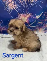 Sargent, a male Yorkipoo for sale in Azle, TX – 2 of 3