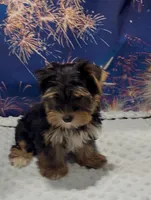 Pansy, a female Yorkshire Terrier for sale in Azle, TX – 1 of 4