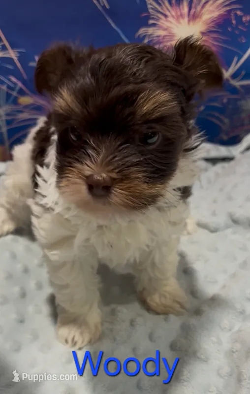 Woody – Yorkshire Terrier puppy for sale in Azle, TX
