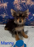 Manny, a male Yorkshire Terrier for sale in Azle, TX – 2 of 2