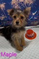 Maple, a female Yorkshire Terrier for sale in Azle, TX – 2 of 2
