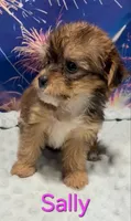 Sally, a female Yorkipoo for sale in Azle, TX – 2 of 3