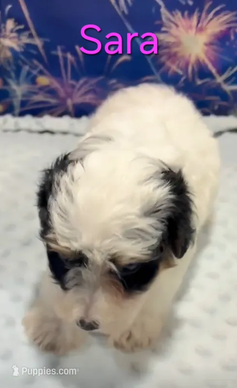 Sara – Yorkipoo puppy for sale in Azle, TX