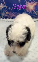 Sara, a female Yorkipoo for sale in Azle, TX – 1 of 3