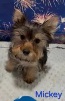 Mickey, a male Yorkshire Terrier for sale in Azle, TX – 2 of 2