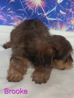 Brooke, a female Yorkshire Terrier and Poodle - Toy  for sale in Azle, TX – 2 of 3