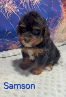 Samson, a male Yorkipoo for sale in Azle, TX – 3 of 3