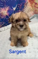 Sargent, a male Yorkipoo for sale in Azle, TX – 3 of 3
