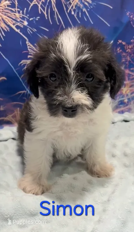 Simon – Yorkipoo puppy for sale in Azle, TX