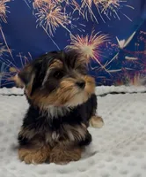 Pansy, a female Yorkshire Terrier for sale in Azle, TX – 2 of 4