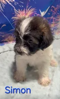 Simon, a male Yorkipoo for sale in Azle, TX – 3 of 3