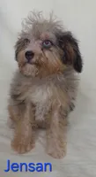 Jensan, a male Aussiedoodle for sale in Azle, TX – 2 of 3