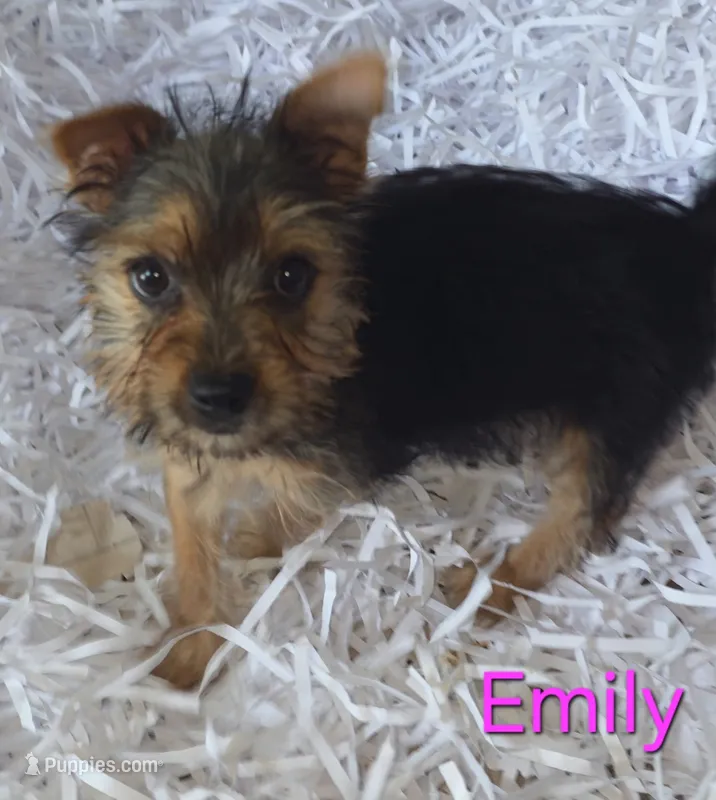 Emily – Yorkshire Terrier puppy for sale in Azle, TX