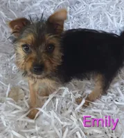 Emily, a female Yorkshire Terrier for sale in Azle, TX – 1 of 3