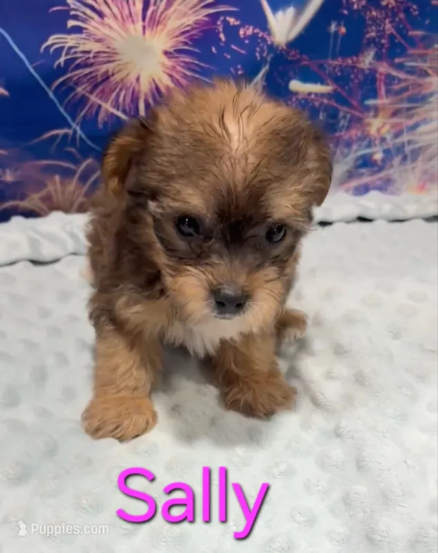 Sally – Yorkipoo puppy for sale in Azle, TX