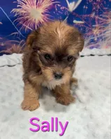 Sally, a female Yorkipoo for sale in Azle, TX – 1 of 3