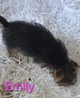Emily, a female Yorkshire Terrier for sale in Azle, TX – 2 of 3