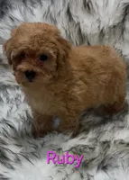 Ruby, a female Poodle - Miniature  for sale in Azle, TX – 3 of 3