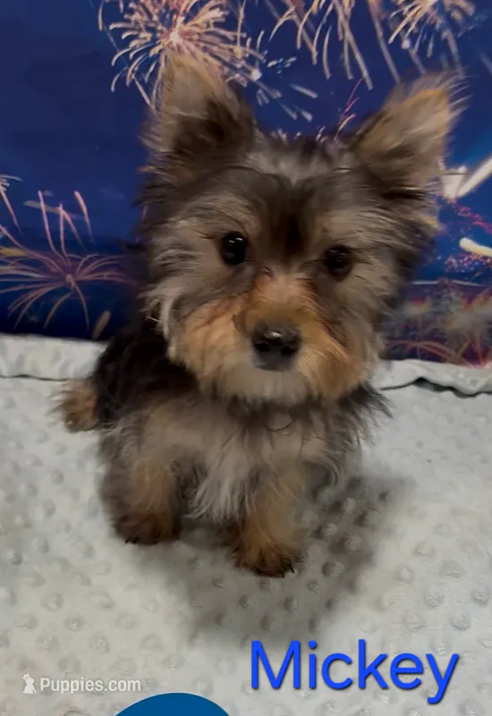Mickey – Yorkshire Terrier puppy for sale in Azle, TX