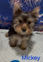 Mickey, a male Yorkshire Terrier for sale in Azle, TX – 1 of 2