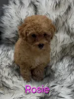 Rosie, a female Poodle - Miniature  for sale in Azle, TX – 2 of 3