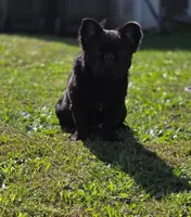 Tokyo, a male French Bulldog for sale in Lexington Park, MD – Photo 2 of 4