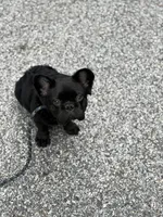 Tokyo, a male French Bulldog for sale in Lexington Park, MD – Photo 1 of 4