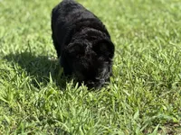 Tokyo, a male French Bulldog for sale in Lexington Park, MD – Photo 3 of 4