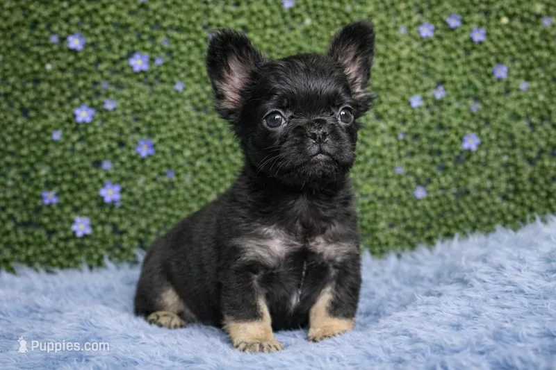 Black and Tan fluffy frenchie