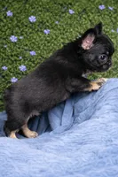 Black and Tan fluffy frenchie, a male French Bulldog for sale in Lexington Park, MD – Photo 2 of 3