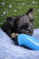 Black and Tan fluffy frenchie, a male French Bulldog for sale in Lexington Park, MD – Photo 3 of 3