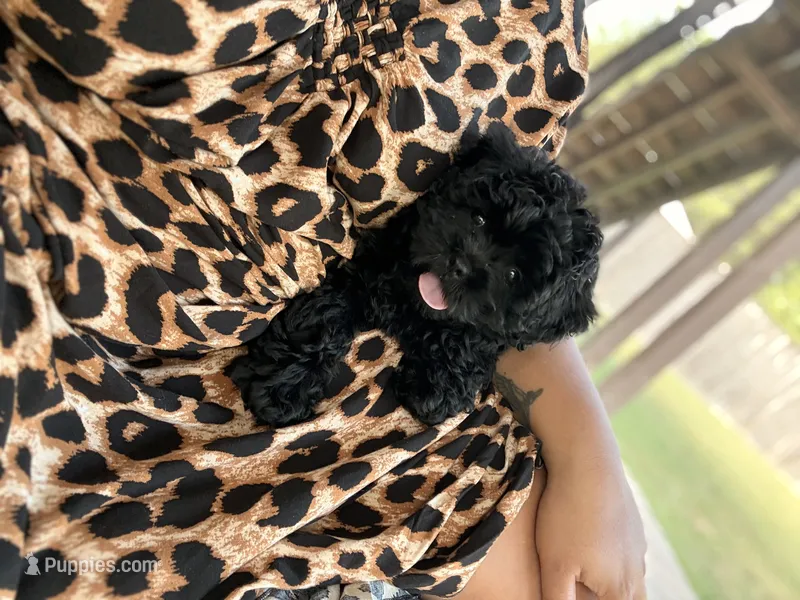 Nuke – Shihpoo puppy for sale in Lexington Park, MD