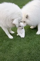 Lulu, a female Bichon Frise for sale in Lexington Park, MD – 3 of 5