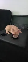 Frenchie Male, a male French Bulldog for sale in Lexington Park, MD – 3 of 7