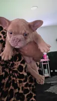 Frenchie Male, a male French Bulldog for sale in Lexington Park, MD – 5 of 7
