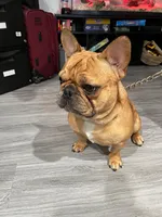 Frenchie Male, a male French Bulldog for sale in Lexington Park, MD – 6 of 7