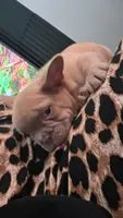 Frenchie Male, a male French Bulldog for sale in Lexington Park, MD – 4 of 7