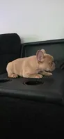 Frenchie Male, a male French Bulldog for sale in Lexington Park, MD – 2 of 7