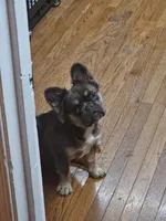 Frenchie Male, a male French Bulldog for sale in Lexington Park, MD – 7 of 7