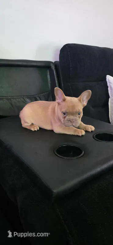 Frenchie Male – French Bulldog puppy on hold in Lexington Park, MD