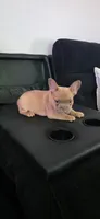 Frenchie Male, a male French Bulldog for sale in Lexington Park, MD – 1 of 7