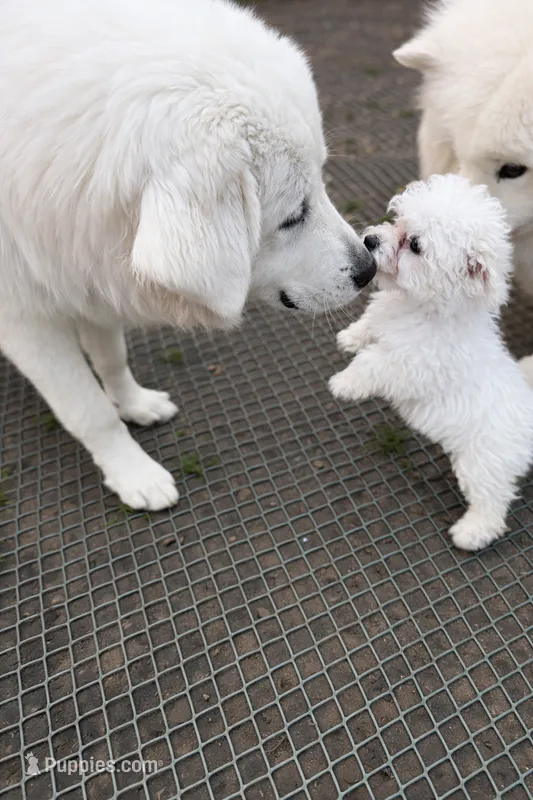 Lulu – Bichon Frise puppy for sale in Lexington Park, MD