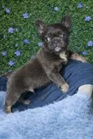 Blue Fluffy Male , a male French Bulldog for sale in Lexington Park, MD – Photo 3 of 3