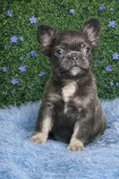 Blue Fluffy Male , a male French Bulldog for sale in Lexington Park, MD – Photo 2 of 3