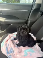 Nuke, a male Shihpoo for sale in Lexington Park, MD – 4 of 5